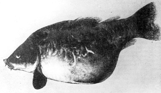Zoetwatervisserij , karper, hydrops, Bestanddeelnr 194-1052