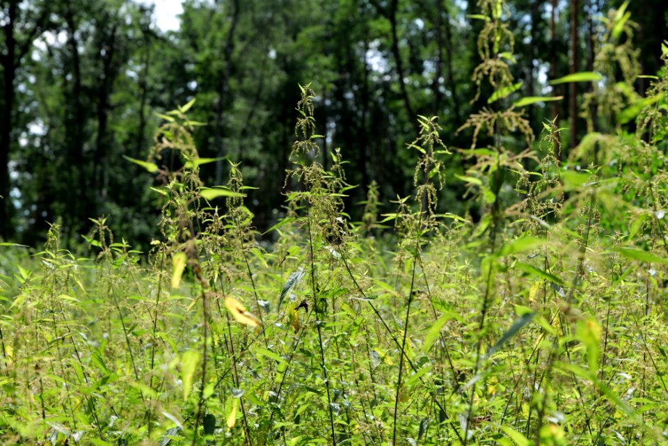 Zimmersee 2020-08-05 77