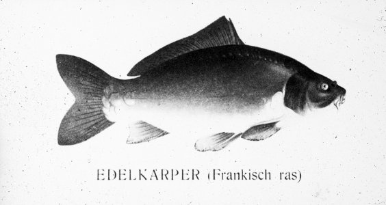 Zoetwatervisserij , frankische karper, Bestanddeelnr 194-0937