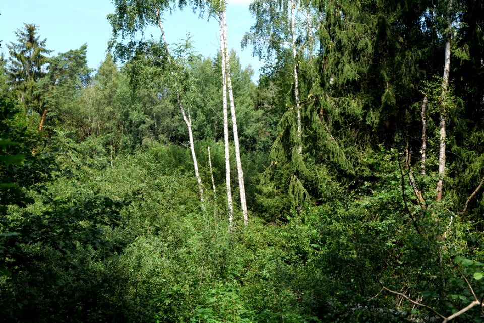 Zimmersee 2020-08-05 73