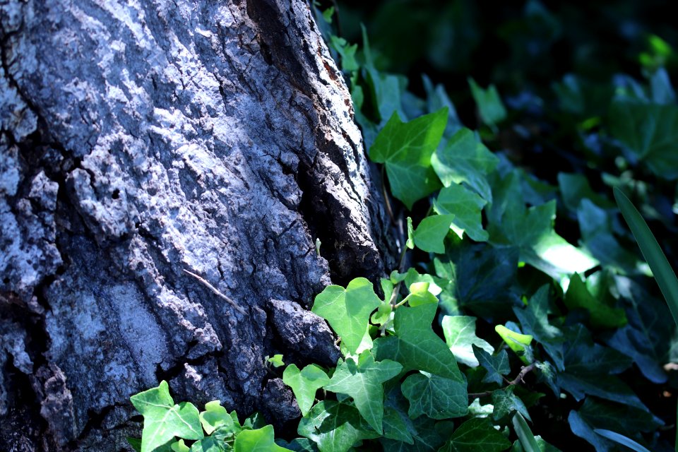 ZIMG 2671-Notholithocarpus densiflorus