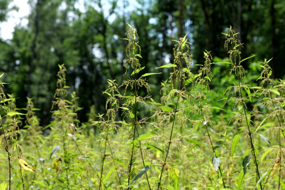 Zimmersee 2020-08-05 75