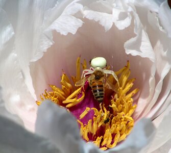 Insect nature spider