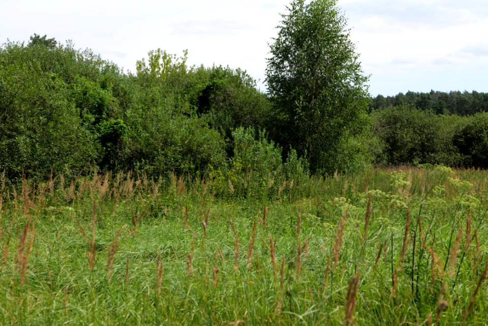 Zimmersee 2020-08-05 47