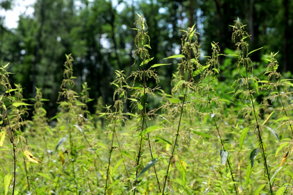 Zimmersee 2020-08-05 74