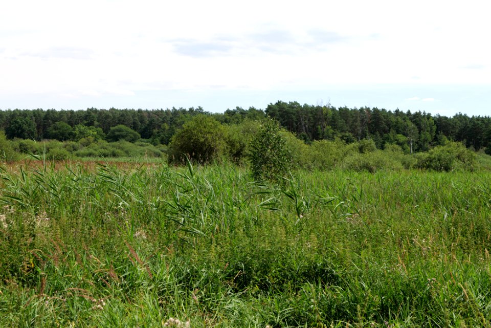 Zimmersee 2020-08-05 32