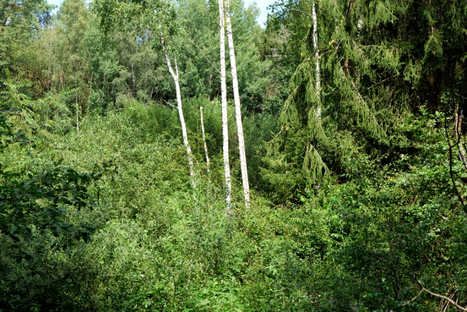 Zimmersee 2020-08-05 71