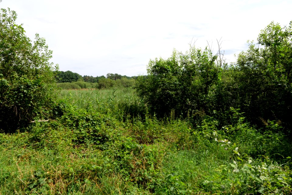 Zimmersee 2020-08-05 04