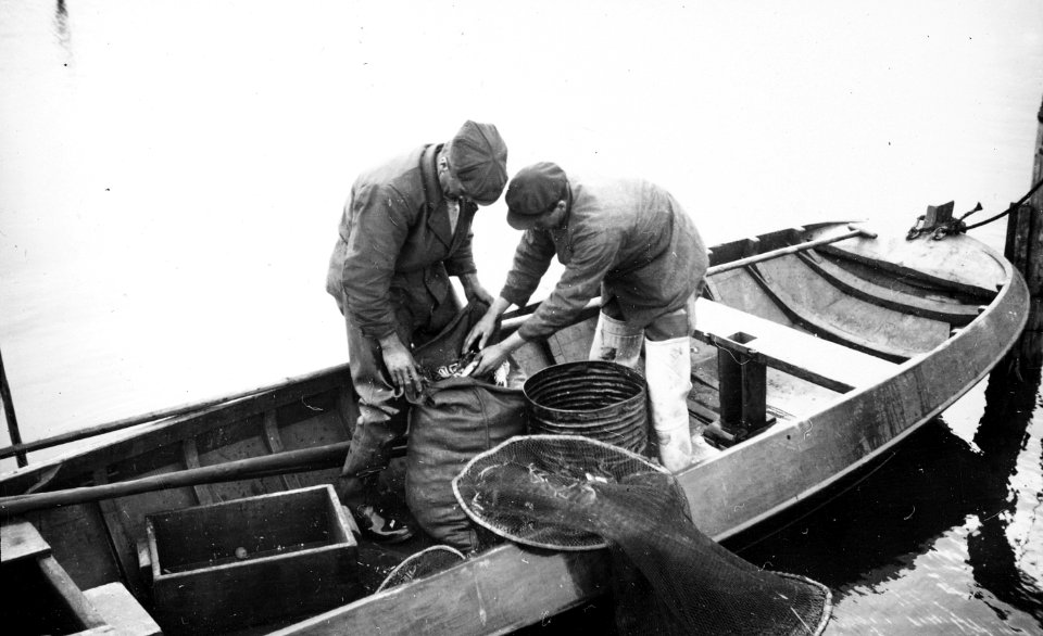 Zoetwatervisserij , chinese krab, Bestanddeelnr 194-1109