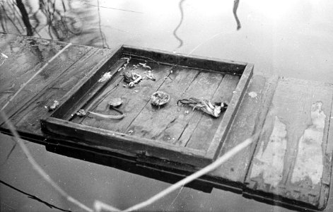Zoetwatervisserij , chinese krab, Bestanddeelnr 194-1099