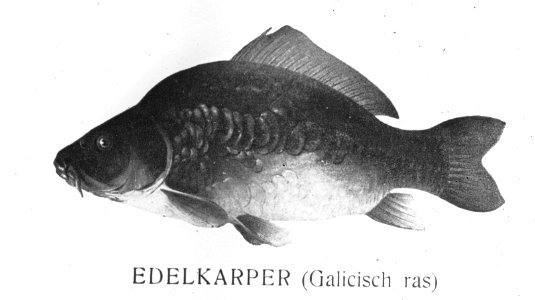 Zoetwatervisserij , galicische karper, Bestanddeelnr 194-0935