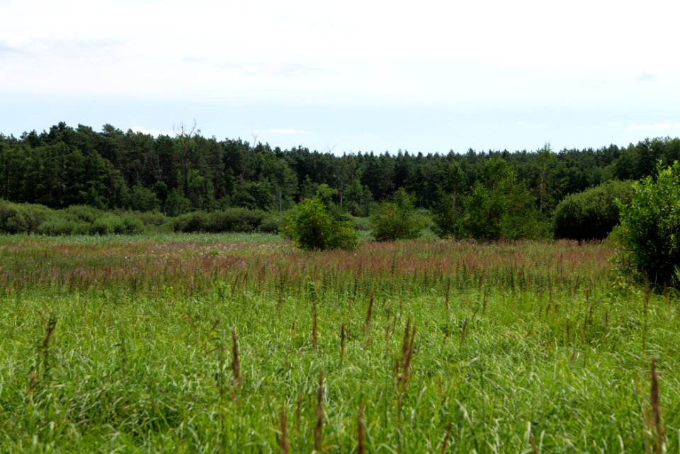 Zimmersee 2020-08-05 42