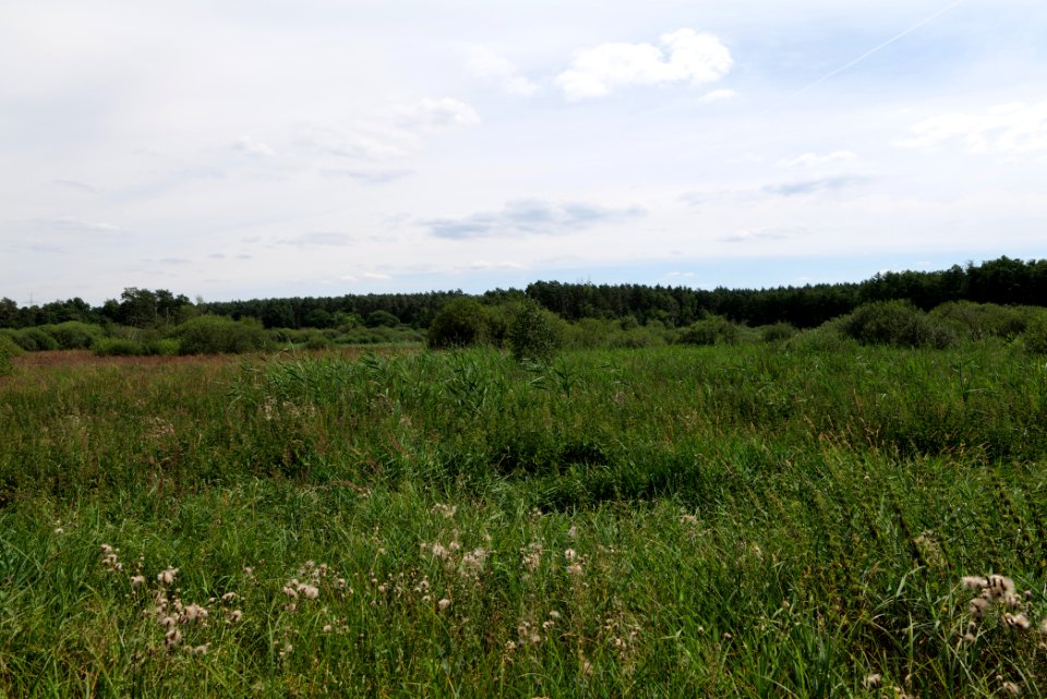 Zimmersee 2020-08-05 29