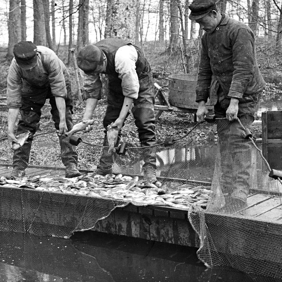 Zoetwatervisserij , karper, Bestanddeelnr 194-1071