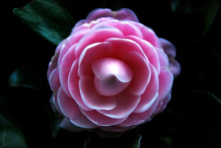 Nature petal plant