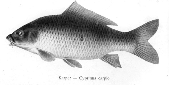 Zoetwatervisserij , wilde karper, Bestanddeelnr 194-0934