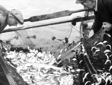 Zoetwatervisserij , wetvis, snoek, Bestanddeelnr 194-0924