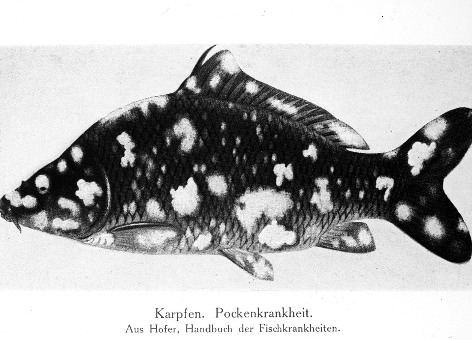 Zoetwatervisserij , karper, pokziekte, Bestanddeelnr 194-1057