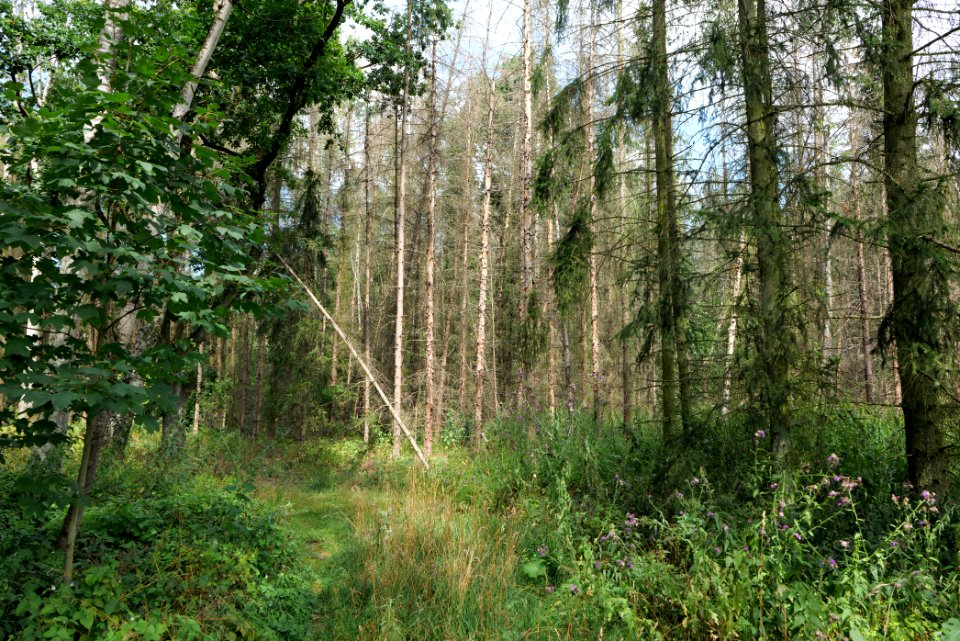 Zimmersee 2020-08-05 55