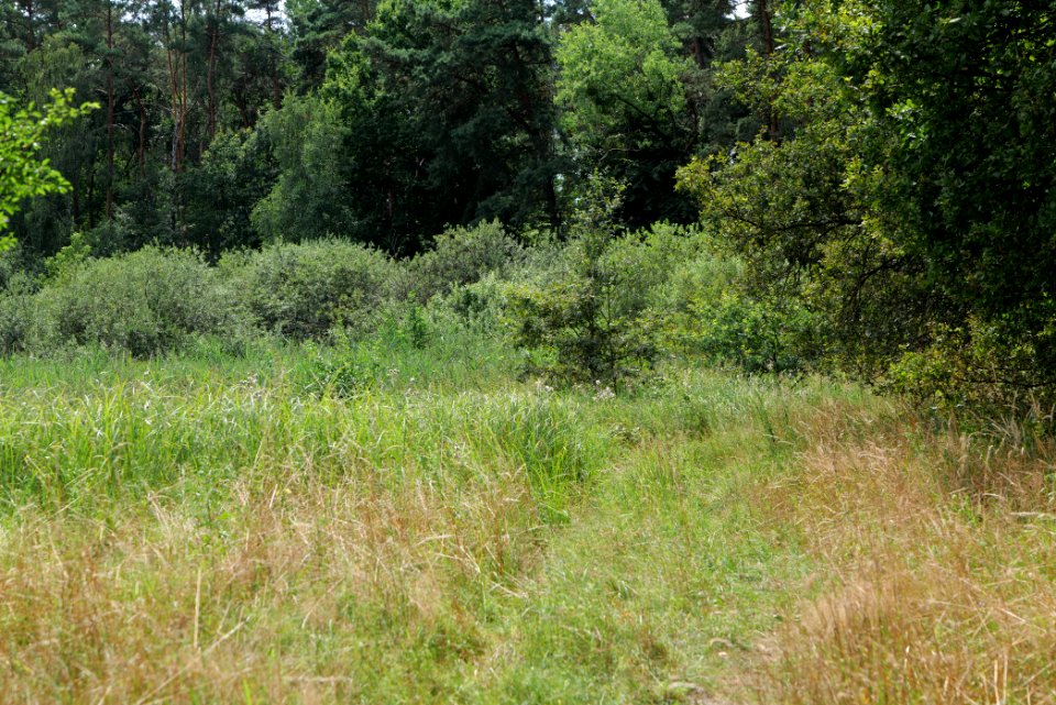 Zimmersee 2020-08-05 34