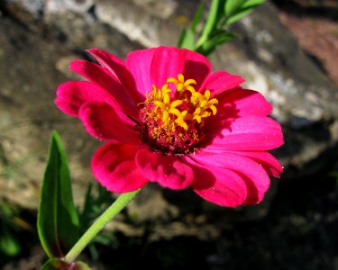 Zinnia elegans, 2020-09-22, Beechview, 01