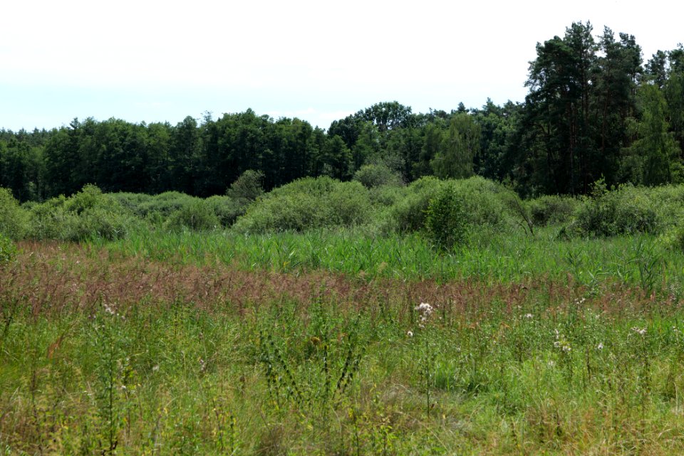 Zimmersee 2020-08-05 39