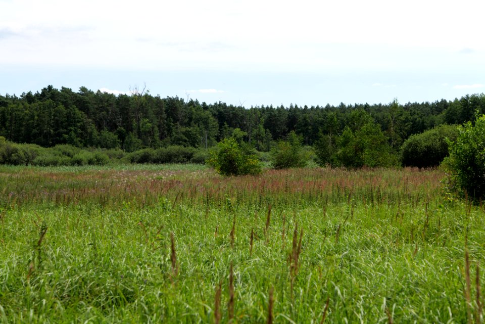 Zimmersee 2020-08-05 43