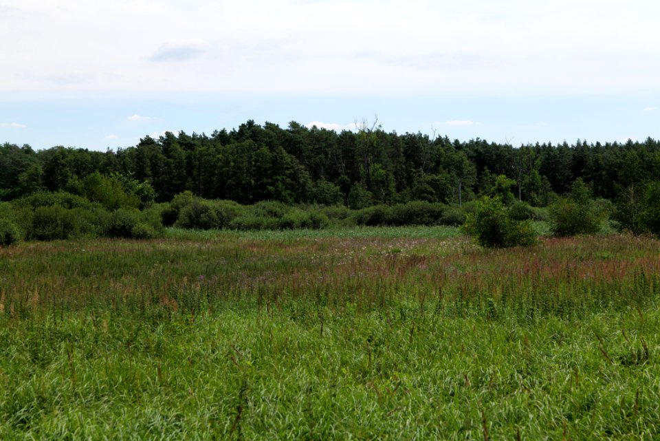 Zimmersee 2020-08-05 53