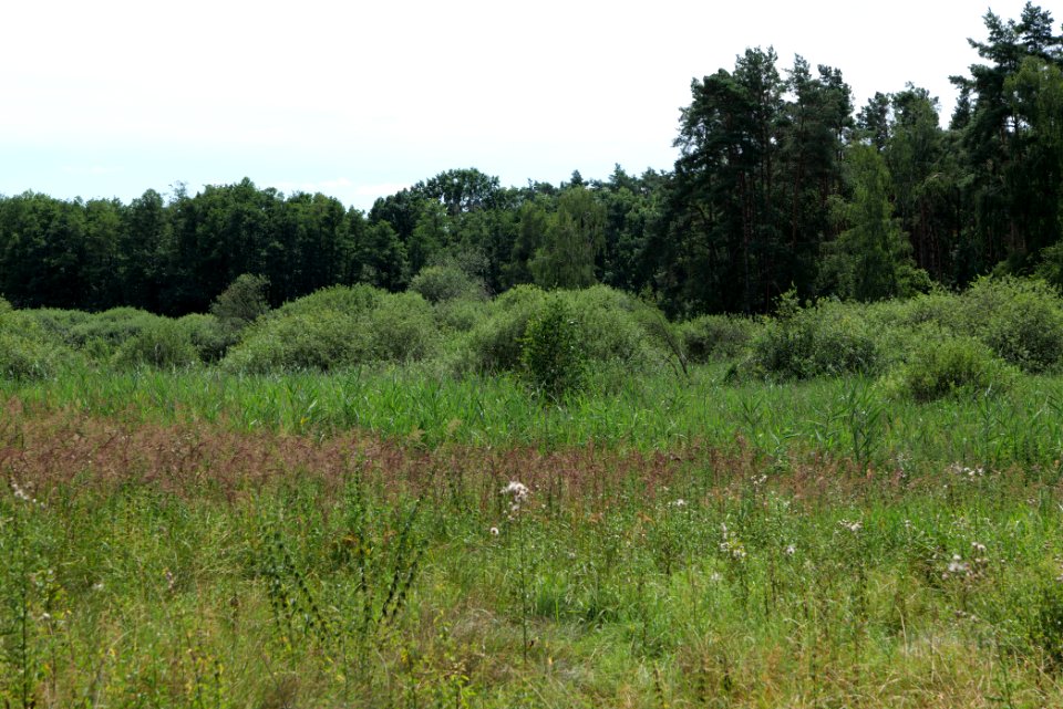Zimmersee 2020-08-05 37