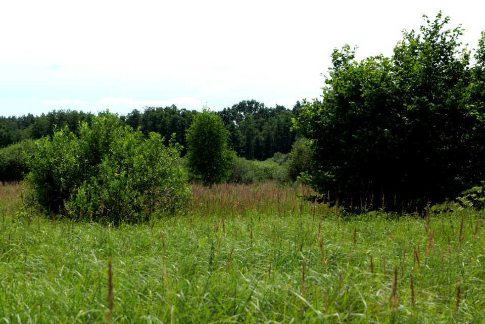 Zimmersee 2020-08-05 40