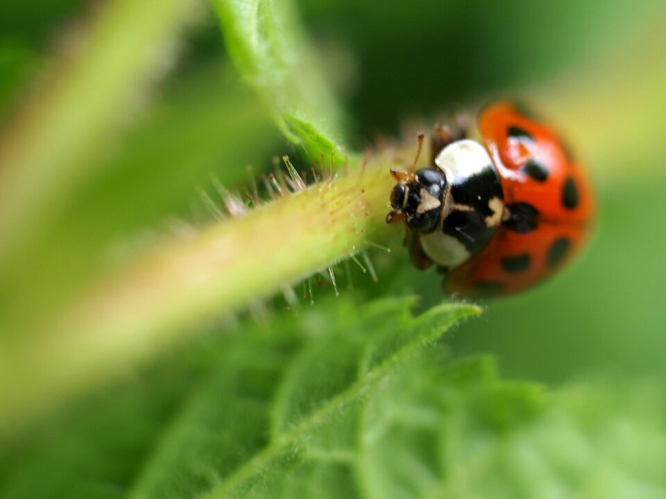 Insect nature ladybird