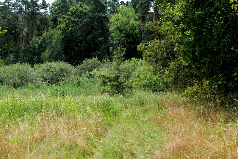 Zimmersee 2020-08-05 35