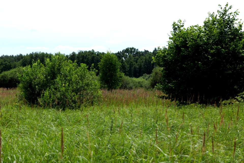 Zimmersee 2020-08-05 41
