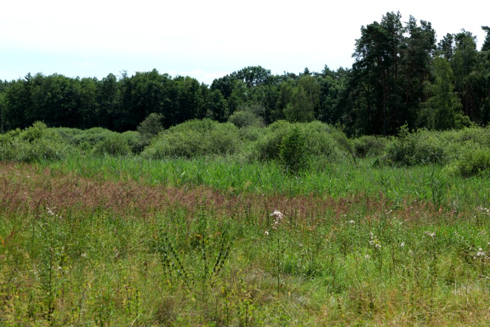 Zimmersee 2020-08-05 38