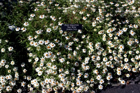 Zinnia angustifolia 'Star White'