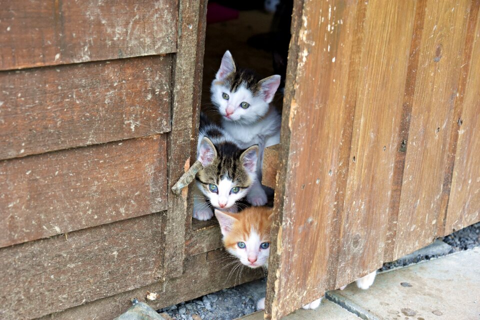 Portrait pet hiding place