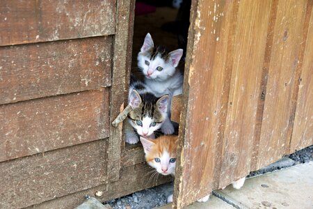 Portrait pet hiding place
