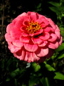 Zinnia elegans, 2020-09-22, Beechview, 02