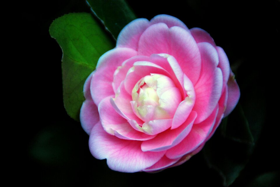Nature petal plant