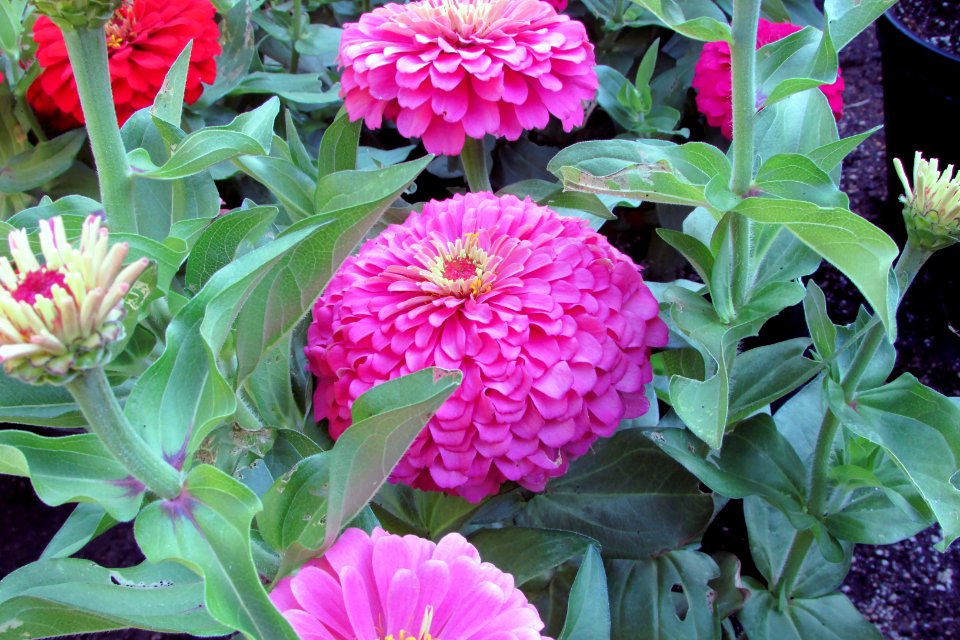 Zinnia-magellan-pink-4468