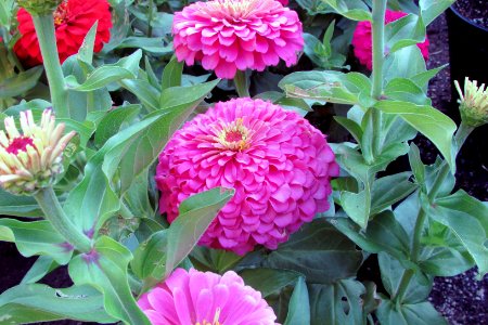 Zinnia-magellan-pink-4468