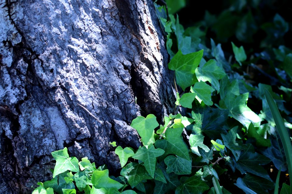 ZIMG 2674-Notholithocarpus densiflorus