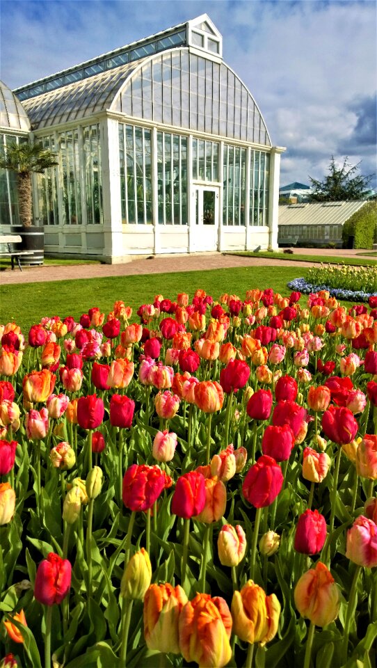 Park flowers garden