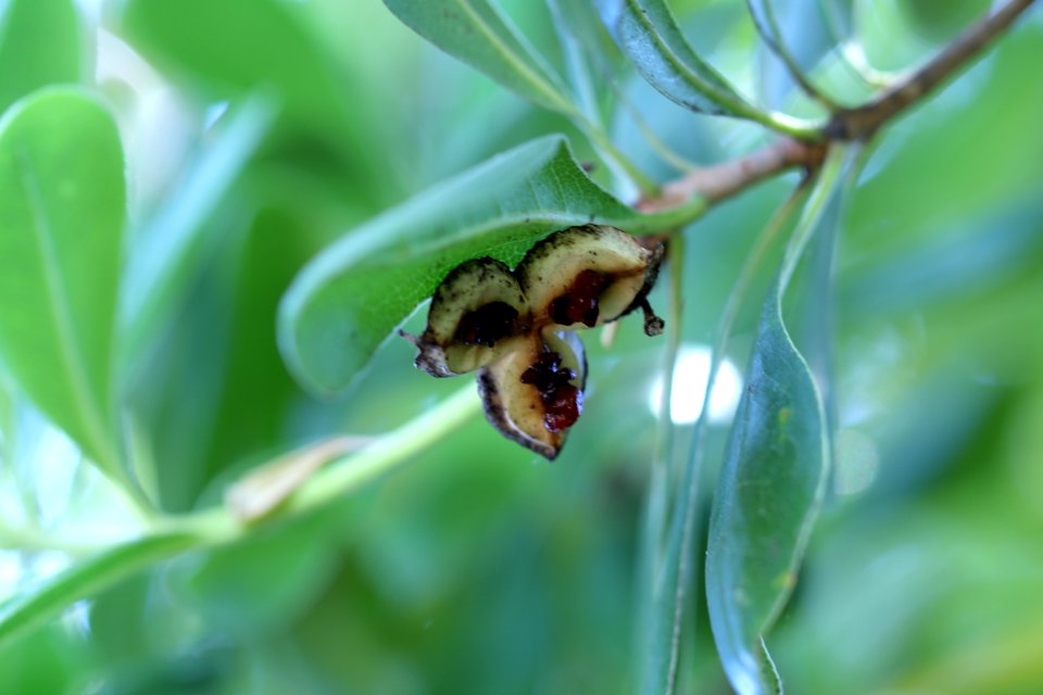 ZIMG 2707-pittosporum tobira fruits and seeds