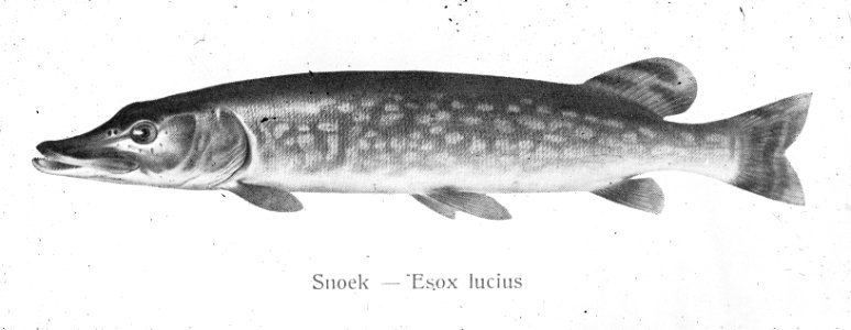 Zoetwatervisserij , snoek, Bestanddeelnr 194-0949