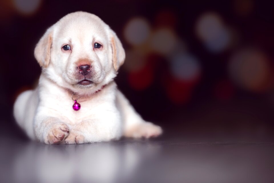 Mammal canine puppy