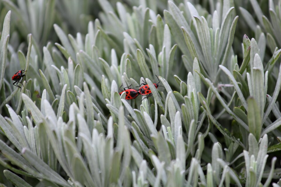 Outdoors garden plant