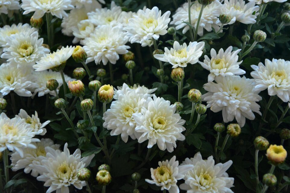Nature garden white flowers