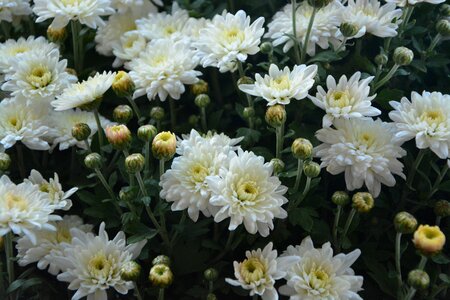 Nature garden white flowers