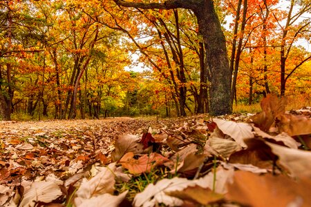 The leaves yellow all these years